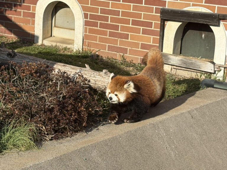 🎠東武動物公園🐘