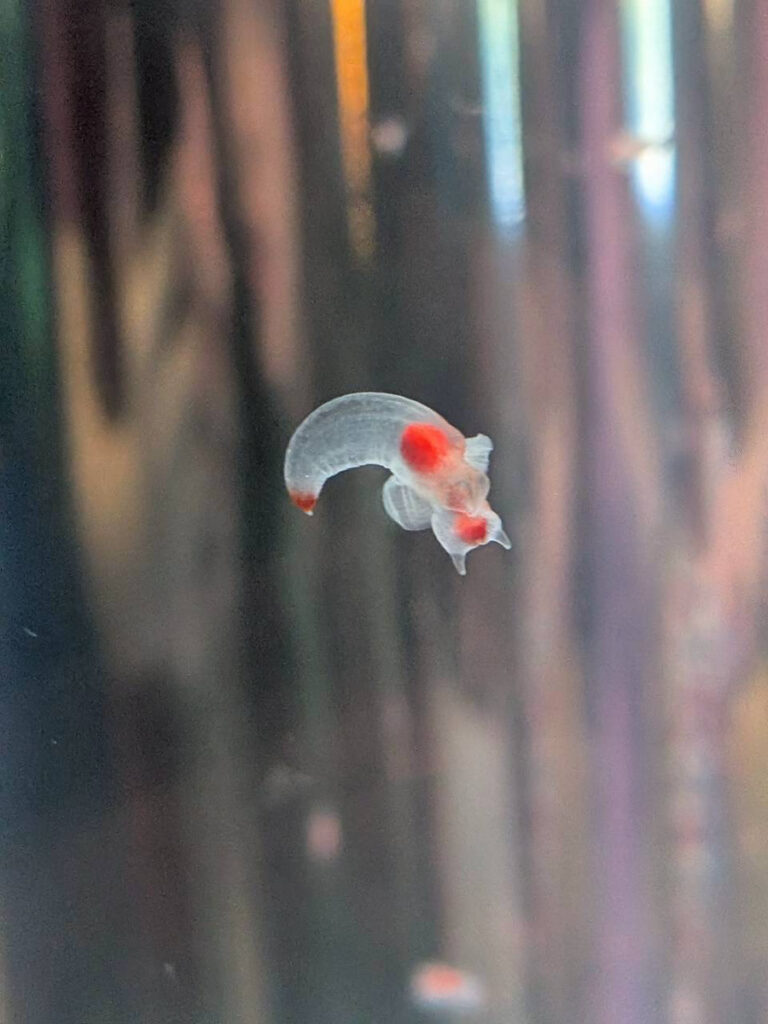 八景島シーパラダイスに行ってきました🐟