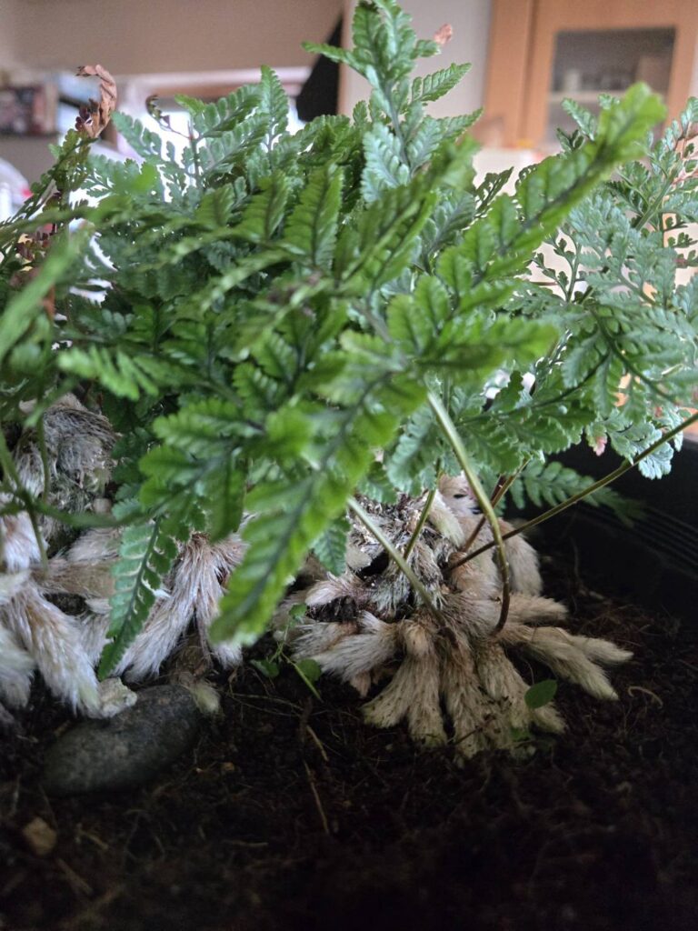 🌿トキワシノブ🌿