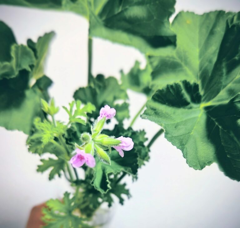 ゼラニウムその後