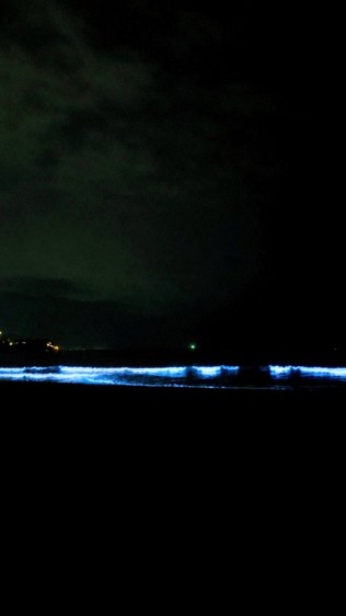 夜光虫