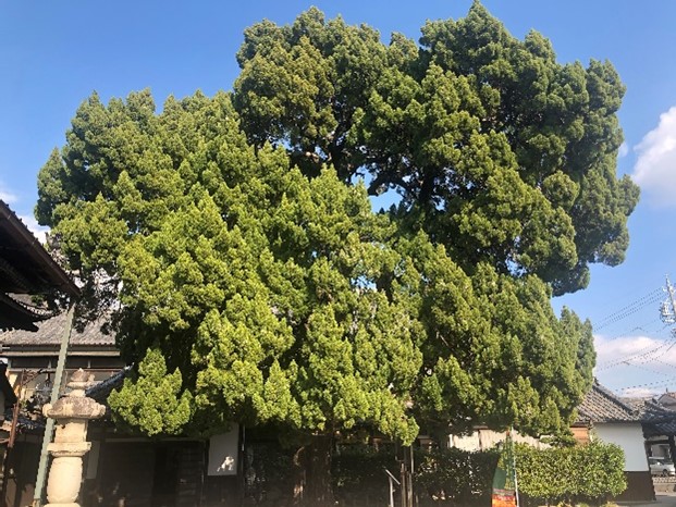 愛知県西尾市 聖運寺のイブキの大木が見事です！