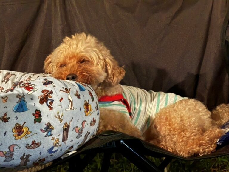 キャンプシーズン到来！！