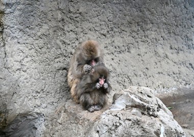 パンチ君のその後（第二弾）